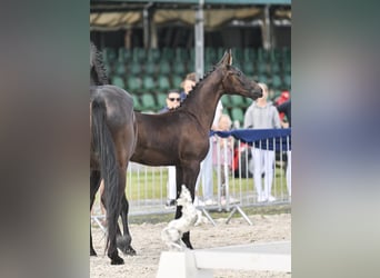 Hanoverian, Mare, Foal (05/2025), 16,2 hh, Smoky-Black