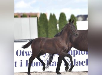 Hanoverian, Mare, Foal (05/2025), 16,2 hh, Smoky-Black