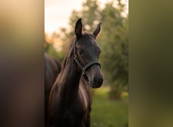 Hanoverian, Mare, Foal (05/2025), 16,2 hh, Smoky-Black