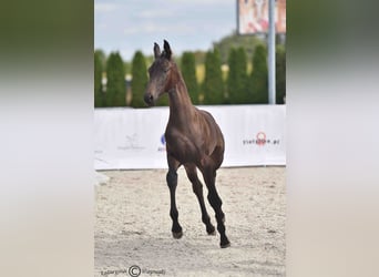 Hanoverian, Mare, Foal (05/2025), 16,2 hh, Smoky-Black