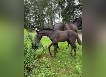 Hanoverian, Mare, Foal (04/2025), 16,2 hh, Smoky-Black