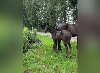 Hanoverian, Mare, Foal (04/2025), 16,2 hh, Smoky-Black