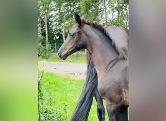 Hanoverian, Mare, Foal (04/2025), 16,2 hh, Smoky-Black