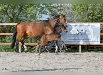 Hanoverian, Mare, , 16,3 hh, Bay-Dark