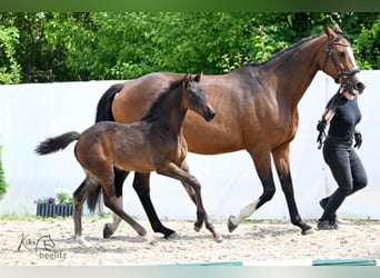 Hanoverian, Mare, Foal (04/2025), 16,3 hh, Bay-Dark