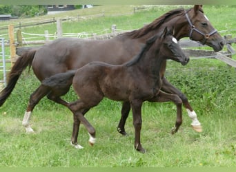 Hanoverian, Mare, , 16,3 hh, Black