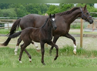 Hanoverian, Mare, , 16,3 hh, Black