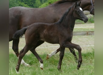 Hanoverian, Mare, , 16,3 hh, Black