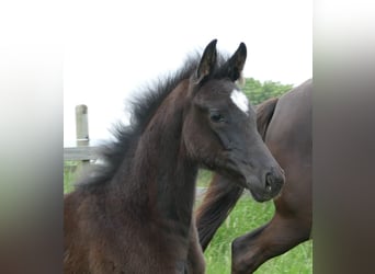 Hanoverian, Mare, , 16,3 hh, Black