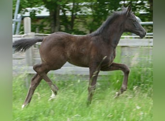 Hanoverian, Mare, , 16,3 hh, Black