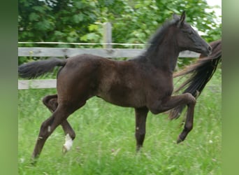 Hanoverian, Mare, , 16,3 hh, Black
