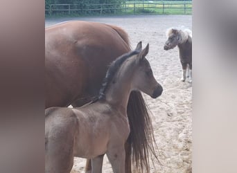 Hanoverian, Mare, , 16,3 hh, Black