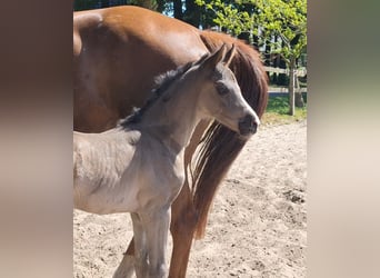 Hanoverian, Mare, , 16,3 hh, Black