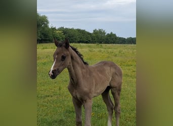 Hanoverian, Mare, , 16,3 hh, Black