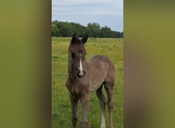 Hanoverian, Mare, , 16,3 hh, Black