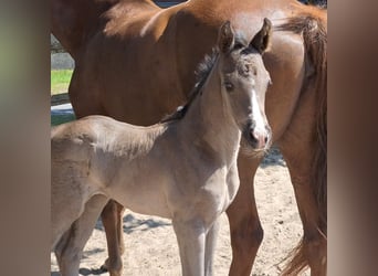 Hanoverian, Mare, , 16,3 hh, Black