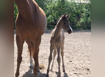 Hanoverian, Mare, , 16,3 hh, Black