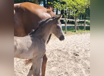 Hanoverian, Mare, , 16,3 hh, Black