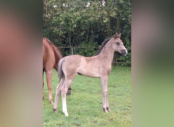 Hanoverian, Mare, , 16,3 hh, Black