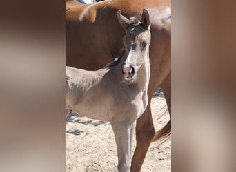 Hanoverian, Mare, , 16,3 hh, Black