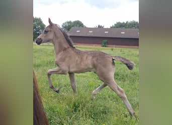 Hanoverian, Mare, , 16,3 hh, Black