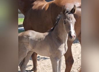 Hanoverian, Mare, , 16,3 hh, Black