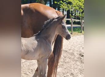 Hanoverian, Mare, , 16,3 hh, Black