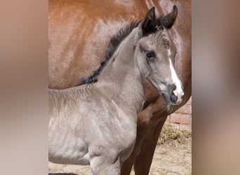 Hanoverian, Mare, , 16,3 hh, Black