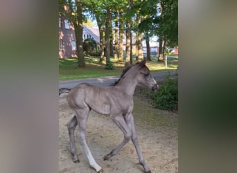 Hanoverian, Mare, , 16,3 hh, Black