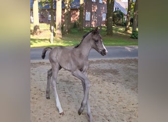 Hanoverian, Mare, , 16,3 hh, Black