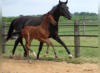 Hanoverian, Mare, , 16,3 hh, Brown