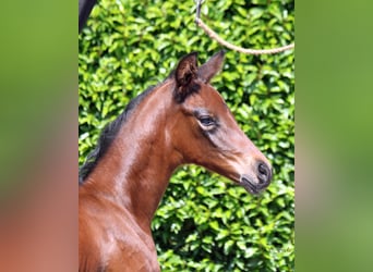 Hanoverian, Mare, , 16,3 hh, Brown
