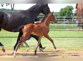 Hanoverian, Mare, , 16,3 hh, Brown