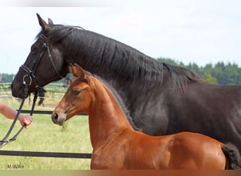 Hanoverian, Mare, , 16,3 hh, Brown