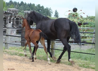 Hanoverian, Mare, , 16,3 hh, Brown
