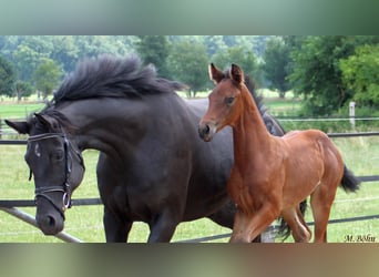 Hanoverian, Mare, , 16,3 hh, Brown