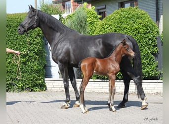Hanoverian, Mare, , 16,3 hh, Brown
