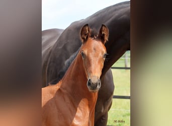 Hanoverian, Mare, , 16,3 hh, Brown