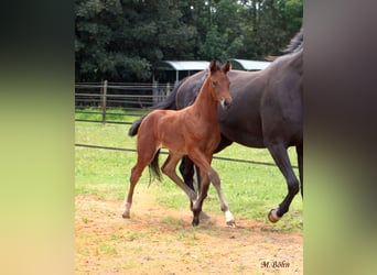 Hanoverian, Mare, , 16,3 hh, Brown