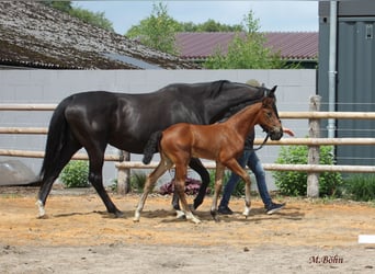 Hanoverian, Mare, , 16,3 hh, Brown