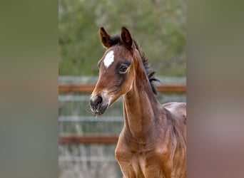 Hanoverian, Mare, Foal (03/2026), 17 hh, Bay-Dark