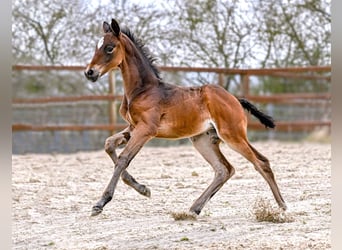 Hanoverian, Mare, Foal (03/2026), 17 hh, Bay-Dark