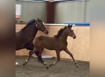 Hanoverian, Mare, Foal (04/2025), 17 hh, Bay