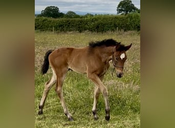 Hanoverian, Mare, , 17 hh, Bay