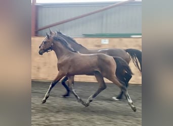 Hanoverian, Mare, Foal (04/2025), 17 hh, Bay
