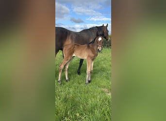 Hanoverian, Mare, , 17 hh, Bay