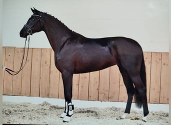 Hanoverian, Mare, Foal (03/2026), 17 hh, Black