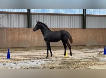 Hanoverian, Mare, Foal (03/2026), 17 hh, Black