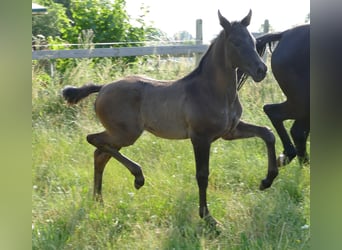 Hanoverian, Mare, Foal (05/2023), 17 hh, Black