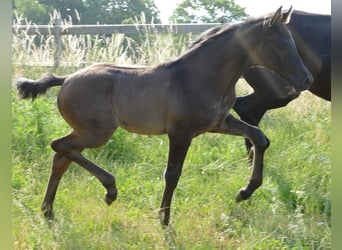Hanoverian, Mare, Foal (05/2023), 17 hh, Black